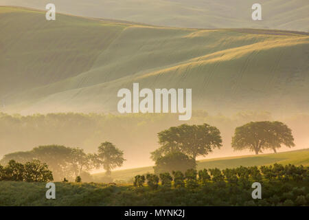 Nebbia nella valle sulla Val d'Orcia nel primo mattino alba, San Quirico d'Orcia, vicino a Pienza, Toscana, Italia nel mese di maggio Foto Stock