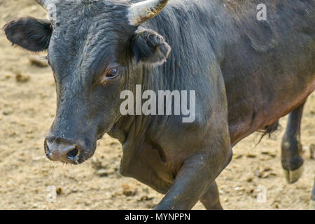 Chiuda il Bull Foto Stock