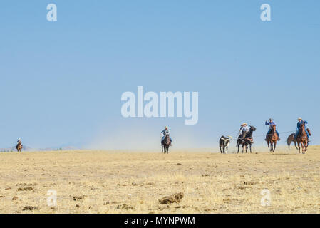 Cowboy a cavallo di roping un toro in pianura Foto Stock