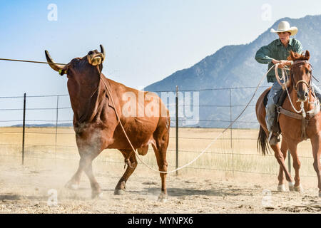 Cowboy in azione andare a cavallo e di roping bull. bull sta lottando per ottenere gratuitamente. Foto Stock