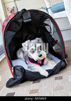 Miniatura Schnauzer cane di doggie bed Foto Stock