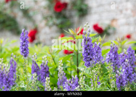 Aconitum variegatum. Monkshood fiore. Aconitum fiori Foto Stock