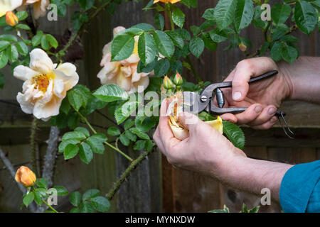 Giardiniere deadheading Rosa 'Maigold' Fiore con secateurs vintage in un giardino. Regno Unito Foto Stock