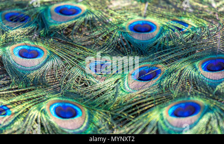Vista ravvicinata di un maschio Peafowl indiano bello e colorato piume di coda Foto Stock