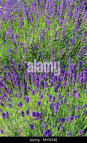 Il giardinaggio, coltivazione,l'ambiente e la cura delle piante aromatiche concetto: viola,fragrante e di fioritura e i fiori di lavanda in una giornata di sole. Foto Stock