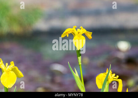 Un giallo (iris Iris pseudacorus) cresce in un laghetto Foto Stock