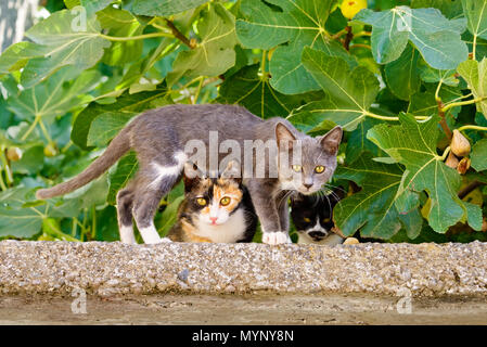Due graziosi nosy gatto gattini, colori differenti, uno in piedi sopra l'altro su di una parete anteriore di un albero di fico, isola greca di Lesbo, Grecia Foto Stock