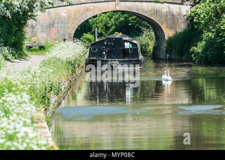 Due cigni (Cygnus olor) nuoto passato un canal chiatta ormeggiata presso un ponte sul Kennet & Avon canal nel Wiltshire Foto Stock