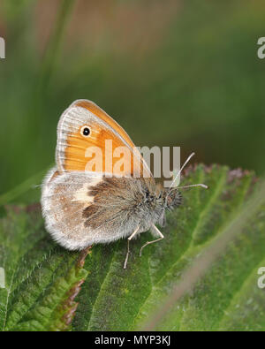 Small Heath butterfly (Coenonympha pamphilus) in appoggio sul Rovo foglie. Tipperary, Irlanda Foto Stock