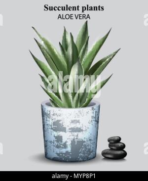 Aloe vera impianto vettore. illustrazione dettagliata progettazione Illustrazione Vettoriale