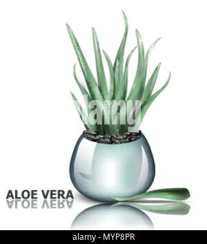Aloe vera impianto vettore. 3d illustrazione dettagliata progettazione Illustrazione Vettoriale