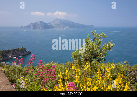 Vista dalla città di Annunziata selvaggio con fiori di primavera per l'isola di Capri Nel Golfo di Napoli e la Costiera Amalfitana, Campania, Italia, Europa Foto Stock