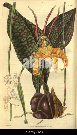 . Illustrazione di Psychopsis papilio (come syn. Oncidium papilio) . 1828. W. J. H. (= William Jackson Hooker) (1785-1865) del., Swan sc. 440 Psychopsis papilio (come Oncidium papilio) - Curtis" 55 (N.S. 2) pl. 2789 (1828) Foto Stock