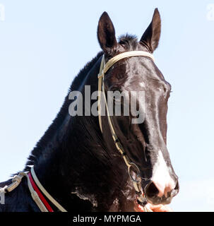 Ritratto di vincitore,bellissima raven akhal-teke cavallo. Foto Stock