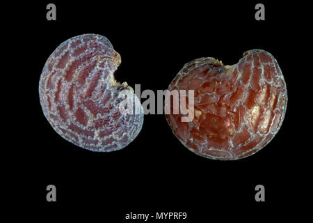 Papaver rhoeas, comune papavero, Klatschmohn, semi, vicino, la dimensione della granella 0,8-1,0 mm Foto Stock