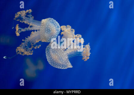 Meduse Foto Stock