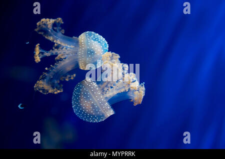 Meduse Foto Stock