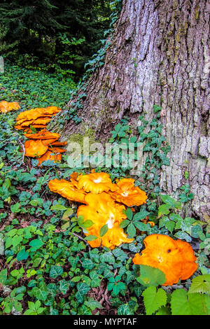 Jack o'Lanterna di funghi (Omphalotus illudens) a base di White Oak tree e circondato da edera inglese - Asheville, North Carolina. Foto Stock