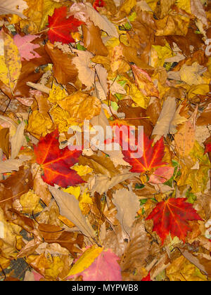 Colori d'autunno foglie sul suolo della foresta Foto Stock