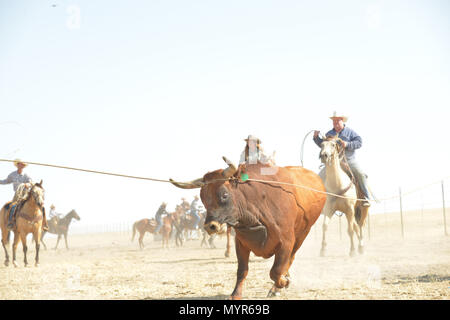 Cowboy in azione andare a cavallo e di roping bull. bull sta lottando per ottenere gratuitamente. Foto Stock