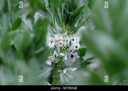 Largo Bean di piante in fiore. Foto Stock