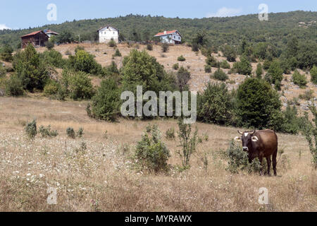 Un tranquillo villaggio rurale su una collina, una mucca in un campo erboso. L'erba secca e gli alberi sparsi danno l'impressione di una campagna tranquilla e soleggiata. Foto Stock