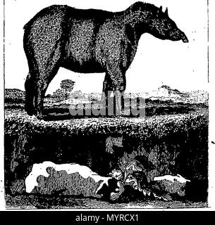 . Inglese: Fleuron dal libro: una storia della terra e la natura animata. In otto volumi. Da Oliver Goldsmith. La terza edizione. ... 343 Una storia della terra e la natura animata Fleuron n033203-49 Foto Stock