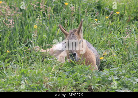 Mara prevista in erba, Yorkshire Wildlife Park, Branton,Doncaster, South Yorkshire, Regno Unito Dolichotis patagonium Foto Stock