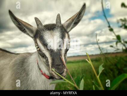 Ritratto di un divertente di capra su prato Foto Stock