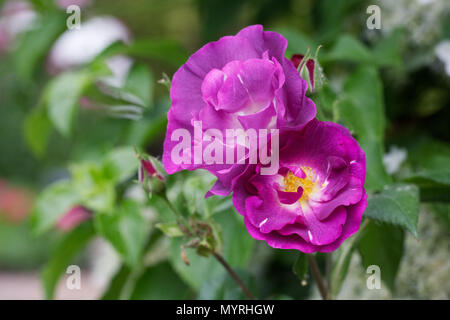 Rosa Rapsodia in blu 'Frantasia'. Fiore blu rosa ad arbusto. Foto Stock