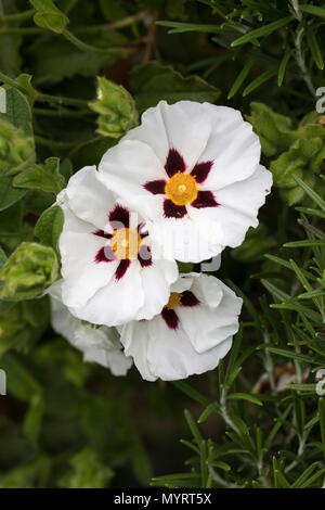 Cistus Ladanifer, Gum Rockrose fiorente in un giardino nel Regno Unito Foto Stock