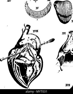 . Inglese: Fleuron dal libro: anatomia epitomized ed illustrato: contenenti, I. un conciso e semplice descrizione di tutte le parti del corpo umano e insieme con i loro vari usi nell'animale Oeconomy. II. Una grande scelta e raccolta di sculture, presentando un proprio idea della figura, dimensioni, situazione, connessione e usi delle diverse parti del corpo, in diciassette folio di rame-piastre. Da M. N. B.A. 355 Anatomia epitomized ed illustrato- CONTENENTI I Fleuron n016279-28 Foto Stock