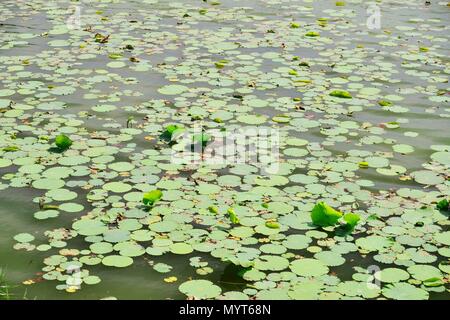 Beijin, Beijin, Cina. Il 7 giugno, 2018. Pechino, Cina - 7° giugno 2018:fiori di loto al Palazzo d'Estate a Pechino in Cina. Credito: SIPA Asia/ZUMA filo/Alamy Live News Foto Stock