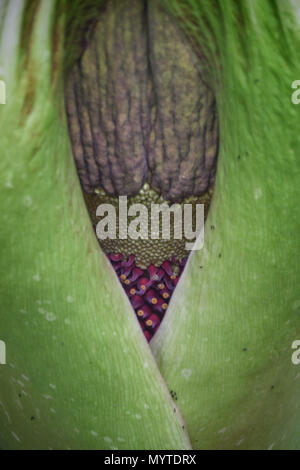 Eden Project, Cornwall, Regno Unito. 8 Giugno 2018. La Titan Arum o Corpse fiore, dura circa dieci anni per arrivare alla riproduzione. Questo uno all'Eden Project è dovuto ad aprire entro le prossime 12 ore, e quando essa emana un odore come marciume carne per attirare mosche che impollinare. Credito: Simon Maycock/Alamy Live News Foto Stock