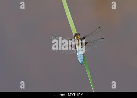 Ampio maschio corposo Chaser-Libellula depressa.uk Foto Stock