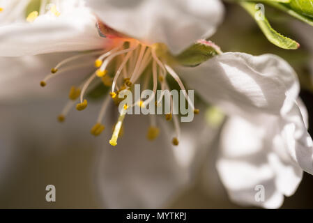 Incontro ravvicinato di un bianco fiore bianco: con la mia macchina fotografica cerco di immortalare i pistilli e petali di fiori. E' un fiore di mandorla, uno dei più sinceri. Foto Stock