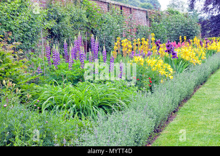 Cottage colorati fiori che sbocciano in inglese walled garden , dopo la pioggia d' estate . Foto Stock