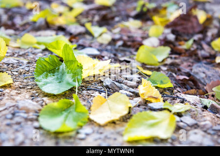 Caduto l'autunno verde giallo golden molte foglie sul livello di massa in presenza di luce solare con il sentiero percorso escursionistico strada durante il giorno closeup in West Virginia Foto Stock