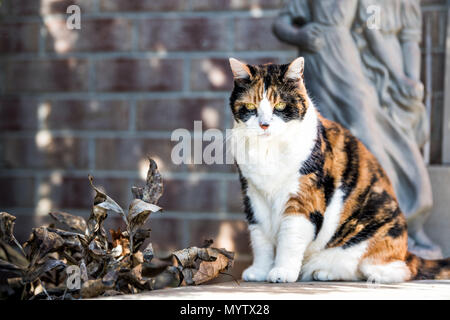 Un senior vecchia gatta calico seduto portico esterno sul cortile anteriore dalla porta d'ingresso alla casa durante la soleggiata giornata autunnale, gli occhi gialli Foto Stock