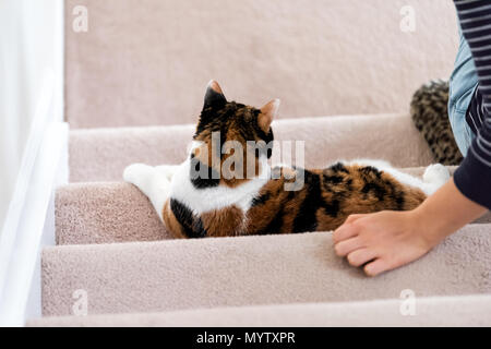 Il calicò bianco e lo zenzero cat seduto su un tappeto scale all'interno piscina home corridoio sdraiato dalla giovane donna proprietario torna a mano guardando verso il basso Foto Stock