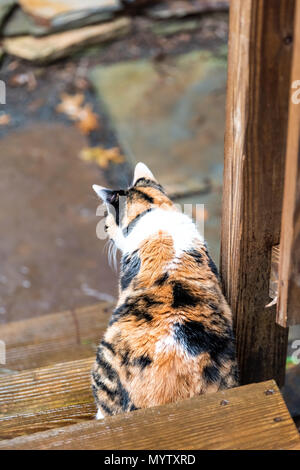 Gatta Calico curioso closeup esplorare backyard da ponte di legno, giardino di legno bagnato caccia territorio guardando verso il basso Foto Stock