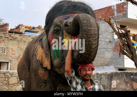 Mahout in piedi con dipinto di elefante a piccoli quartieri di elefante a Jaipur, Rajasthan, India. Gli elefanti sono usati per giostre ed altre attrazioni turistiche activitie Foto Stock