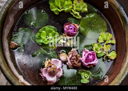 Fiori in acqua visto dall'alto Foto Stock