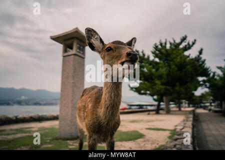 Un curioso cervi sull'isola di Miyajima Foto Stock