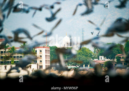 (Fuoco selettivo) piccioni sfocate sono battenti in primo piano e un palazzo bianco su sfondo. Pushkar, India. Foto Stock
