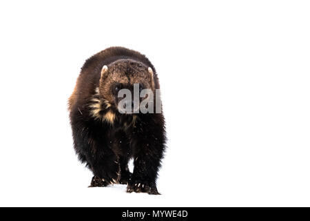 Wolverine in avanzamento in una primavera nevoso Foto Stock