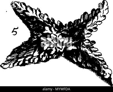 . Inglese: Fleuron dal libro: Aquatilium animalium Amboin?, &c. icones & nomina. Contenenti vicino a 400 figure, engraven su piastre di rame Crustaceous Aquatick e Testaceous animali; come aragoste, aragoste, gamberi e gamberetti, Sea-Urchins, uova, pulsanti, stelle Couries, Concks, Perywinkles, conchiglia, ostriche, muscoli, cardidi, fronzoli, fa le fusa, Capesante con subacquei altri tipi di Mare e Fiume Shell-Fish; tutti trovati circa Amboina, e la vicina Indian Shores, con loro in latino, inglese e olandese e i nomi dei nativi. Da Giacomo Petiver, speziale; F. R. S. Londra. 373 Aquatilium animalium Amboin Fleuro Foto Stock