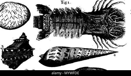 . Inglese: Fleuron dal libro: Aquatilium animalium Amboin?, &c. icones & nomina. Contenenti vicino a 400 figure, engraven su piastre di rame Crustaceous Aquatick e Testaceous animali; come aragoste, aragoste, gamberi e gamberetti, Sea-Urchins, uova, pulsanti, stelle Couries, Concks, Perywinkles, conchiglia, ostriche, muscoli, cardidi, fronzoli, fa le fusa, Capesante con subacquei altri tipi di Mare e Fiume Shell-Fish; tutti trovati circa Amboina, e la vicina Indian Shores, con loro in latino, inglese e olandese e i nomi dei nativi. Da Giacomo Petiver, speziale; F. R. S. Londra. 373 Aquatilium animalium Amboin Fleuro Foto Stock