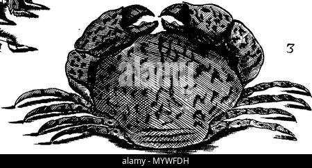 . Inglese: Fleuron dal libro: Aquatilium animalium Amboin?, &c. icones & nomina. Contenenti vicino a 400 figure, engraven su piastre di rame Crustaceous Aquatick e Testaceous animali; come aragoste, aragoste, gamberi e gamberetti, Sea-Urchins, uova, pulsanti, stelle Couries, Concks, Perywinkles, conchiglia, ostriche, muscoli, cardidi, fronzoli, fa le fusa, Capesante con subacquei altri tipi di Mare e Fiume Shell-Fish; tutti trovati circa Amboina, e la vicina Indian Shores, con loro in latino, inglese e olandese e i nomi dei nativi. Da Giacomo Petiver, speziale; F. R. S. Londra. 373 Aquatilium animalium Amboin Fleuro Foto Stock
