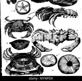 . Inglese: Fleuron dal libro: Aquatilium animalium Amboin?, &c. icones & nomina. Contenenti vicino a 400 figure, engraven su piastre di rame Crustaceous Aquatick e Testaceous animali; come aragoste, aragoste, gamberi e gamberetti, Sea-Urchins, uova, pulsanti, stelle Couries, Concks, Perywinkles, conchiglia, ostriche, muscoli, cardidi, fronzoli, fa le fusa, Capesante con subacquei altri tipi di Mare e Fiume Shell-Fish; tutti trovati circa Amboina, e la vicina Indian Shores, con loro in latino, inglese e olandese e i nomi dei nativi. Da Giacomo Petiver, speziale; F. R. S. Londra. 373 Aquatilium animalium Amboin Fleuro Foto Stock